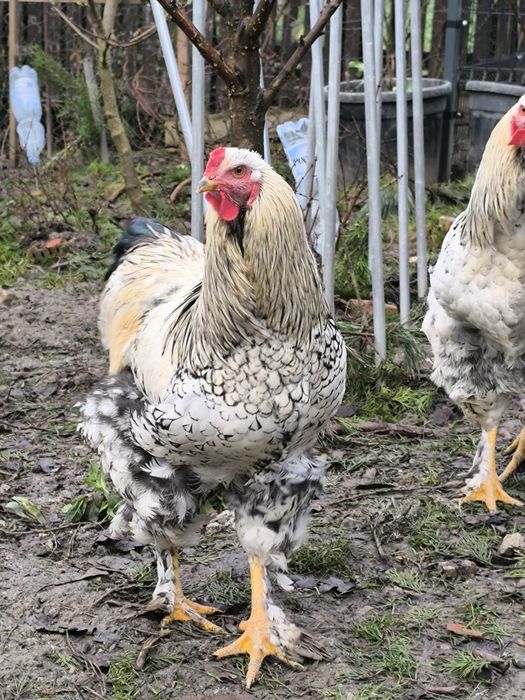 Sprzedam lub wymienię mlode koguty z maja