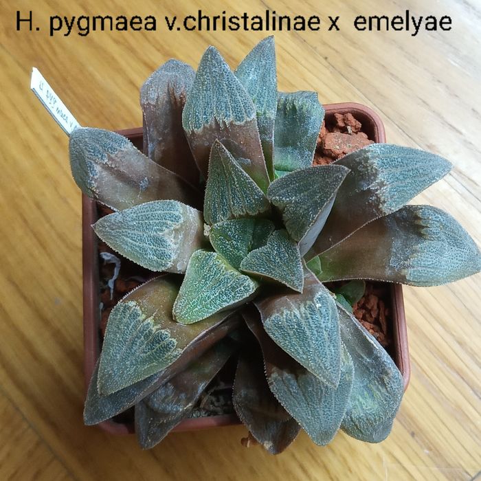 Хавортия (Haworthia  Chocolate)