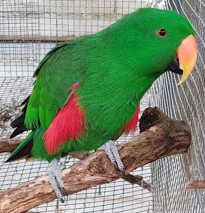 Araras e eclectus