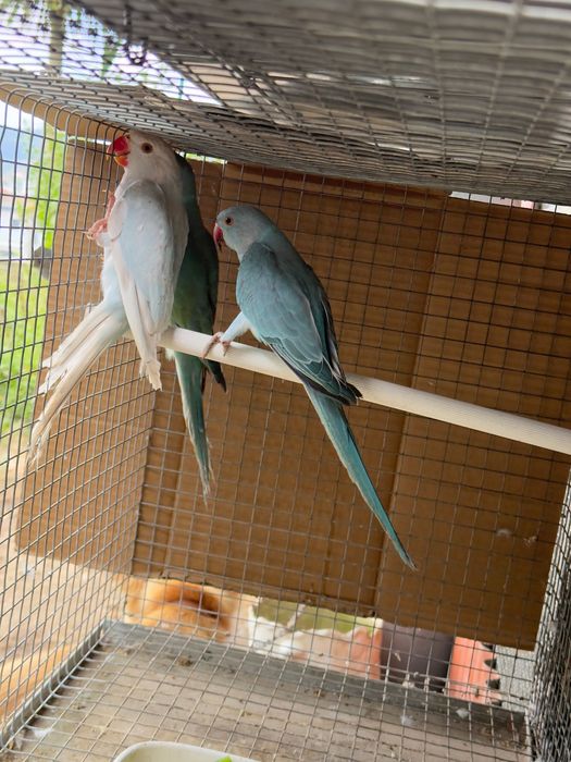 Ring necks sexsados