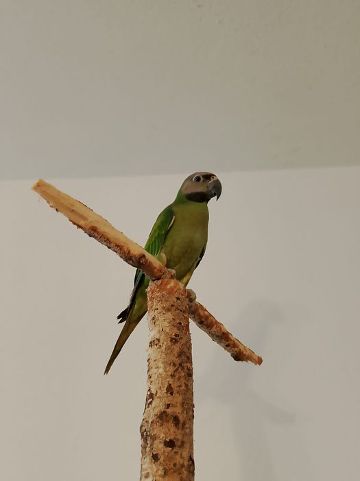 Aleksadretta rozowopiersna