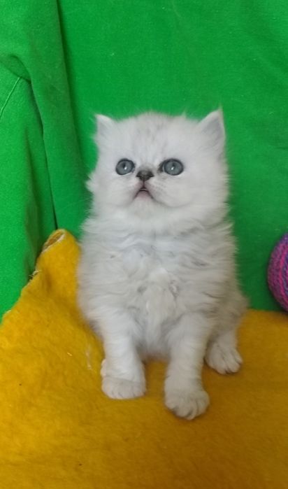 Котята шиншилла серебристая белые