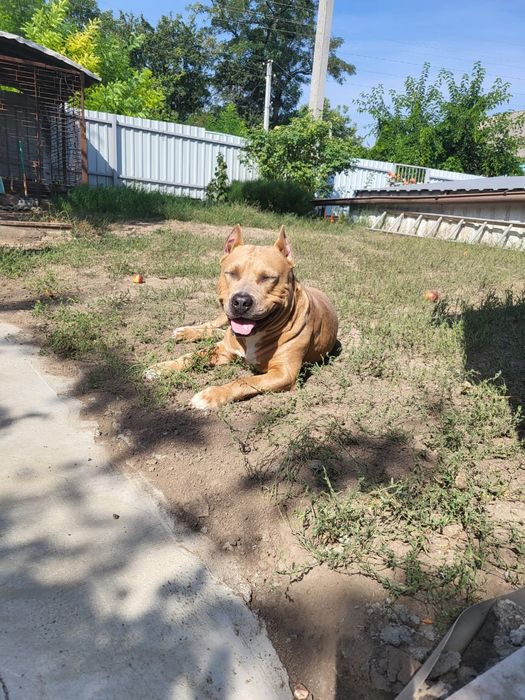 Стафф  шукає наречену