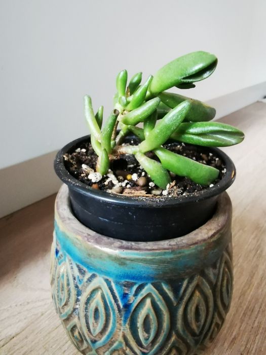 Kwiat roślina grubosz crassula Hobbit uszy Shreka sukulent