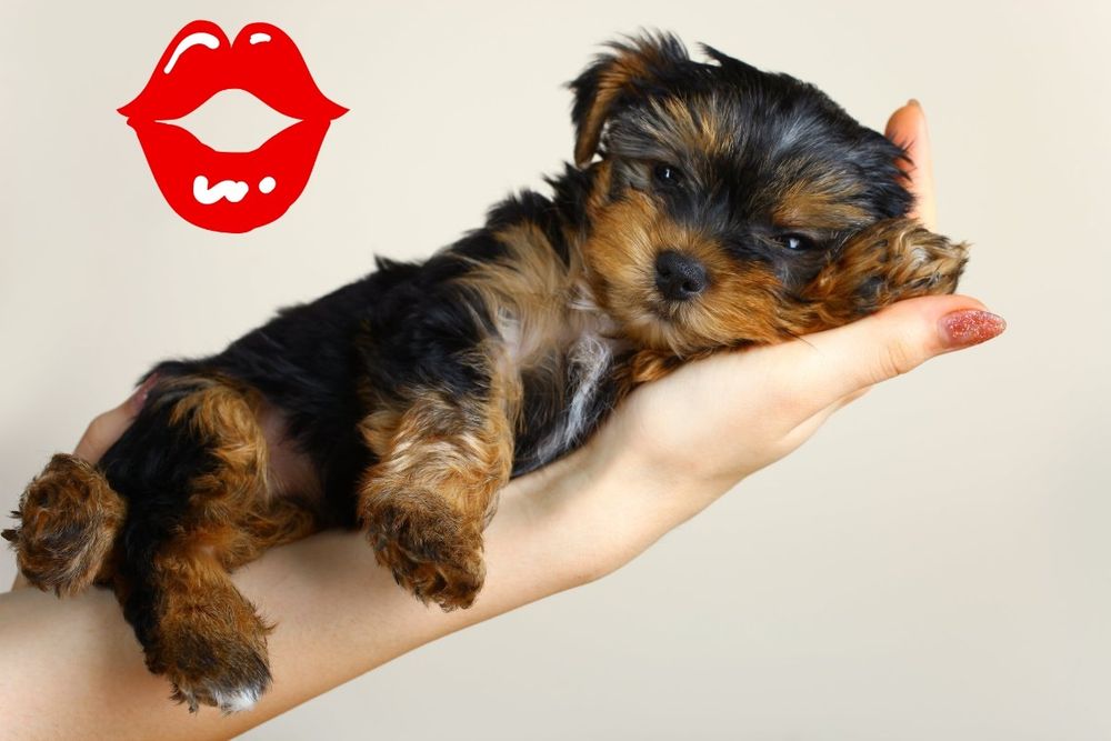 Yorkshire terrier MACHINHO