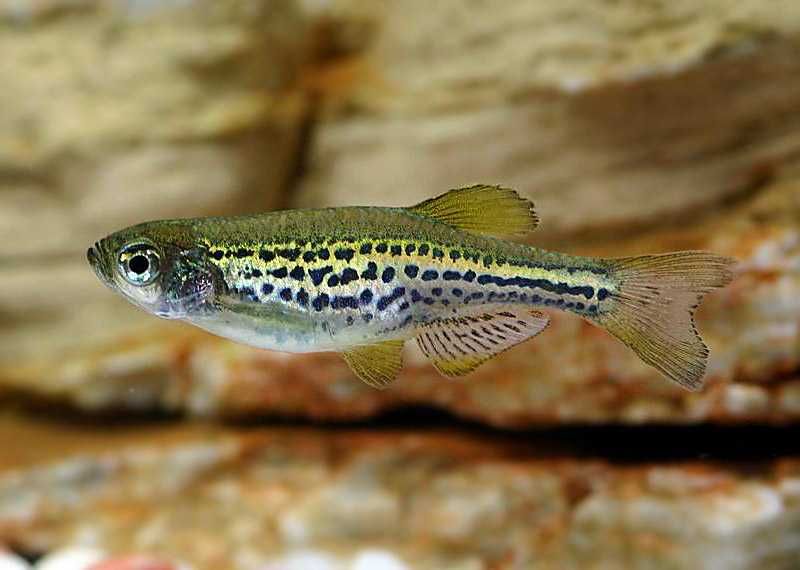 GB Danio Lamparcie, Danio Tygrysie | Pakiet 20 - 49 szt. - dowóz ryb!