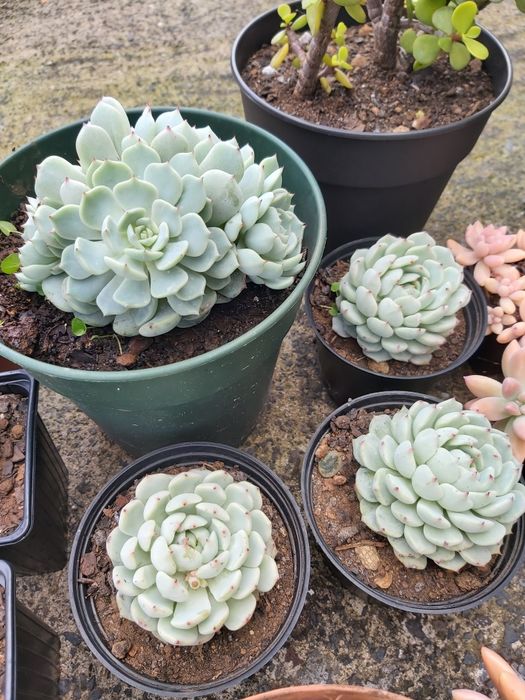 Suculentas diversas