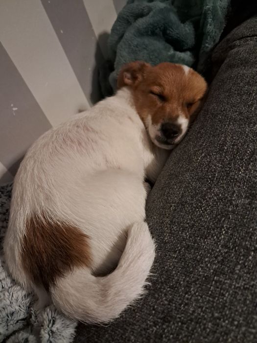 Oddam psa w typie Jack Russell Terrier