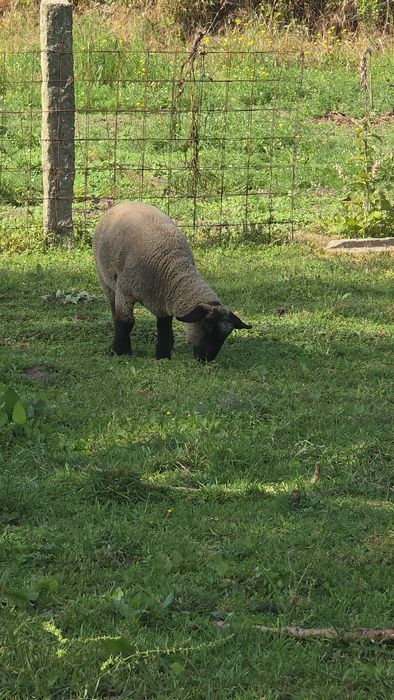 Ovelhas suffolk puras