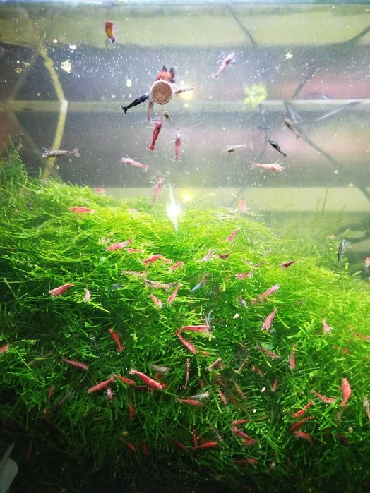 Alimentação peixes tropicais pastilhas colar 200ml