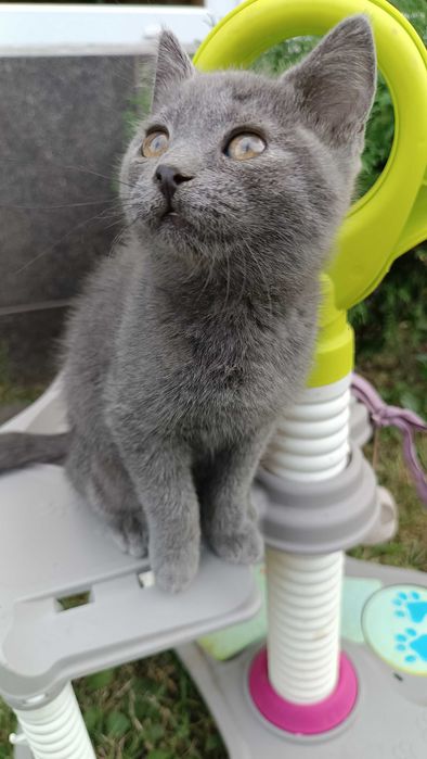 Шотландські кошенята