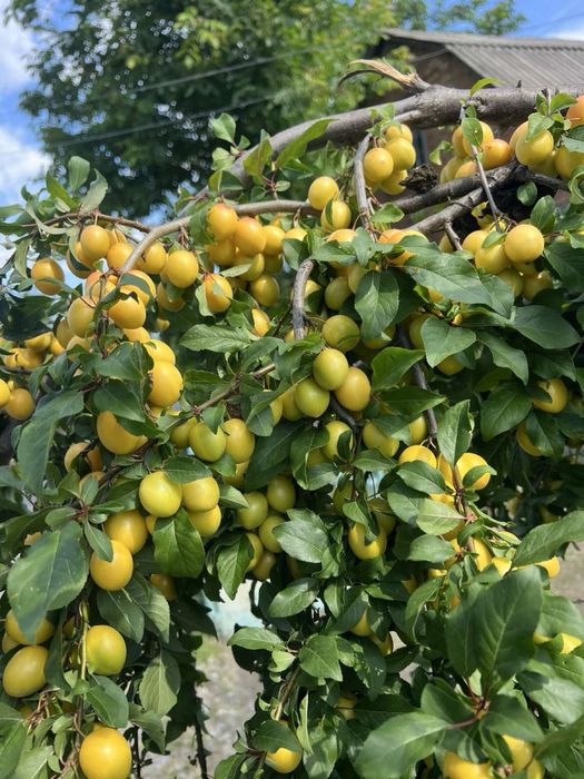 Будинок з жилою літньою кухнею село Іванів Вінницька область