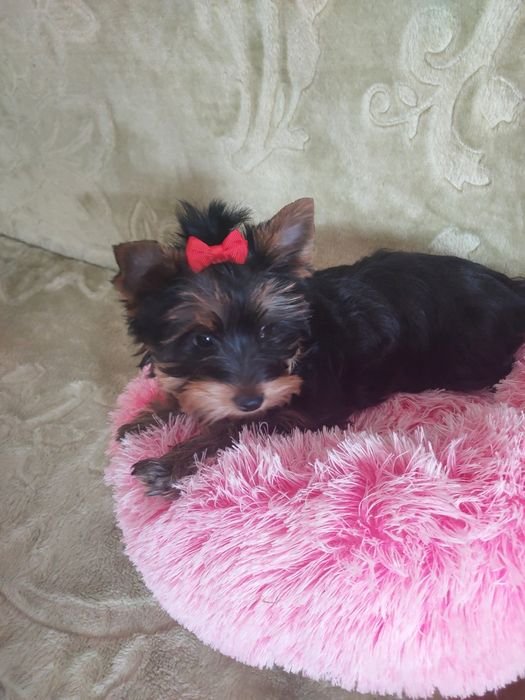 Yorki śliczne Yoreczki