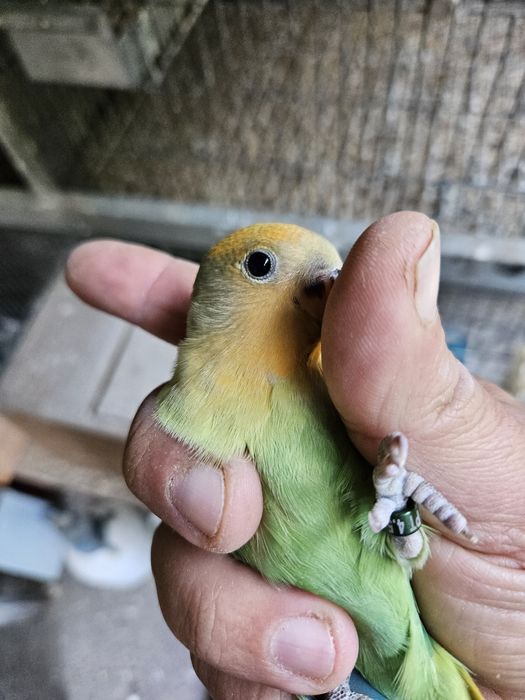 Argaponi verde lutino de 2026