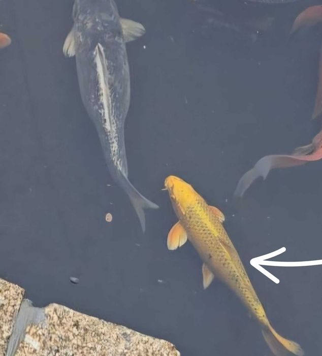 Vendo Carpas koi