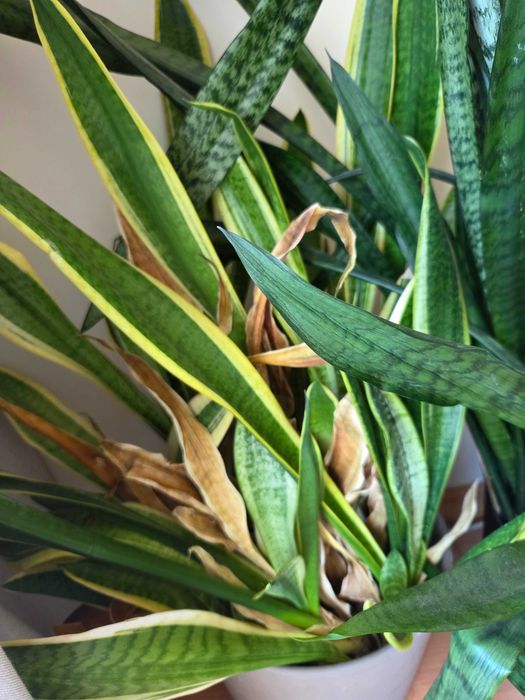 Dou 2 vasos grandes com plantas "Espada-de-São-Jorge" (plantas com algumas partes secas)