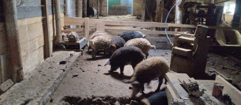 Свині. Поросята. Мангал.