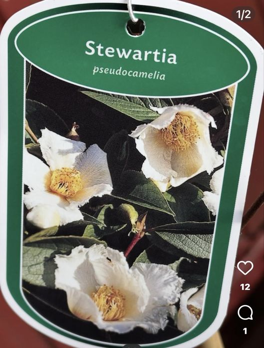 Камеліі в асортименті. Доставка по Україні.