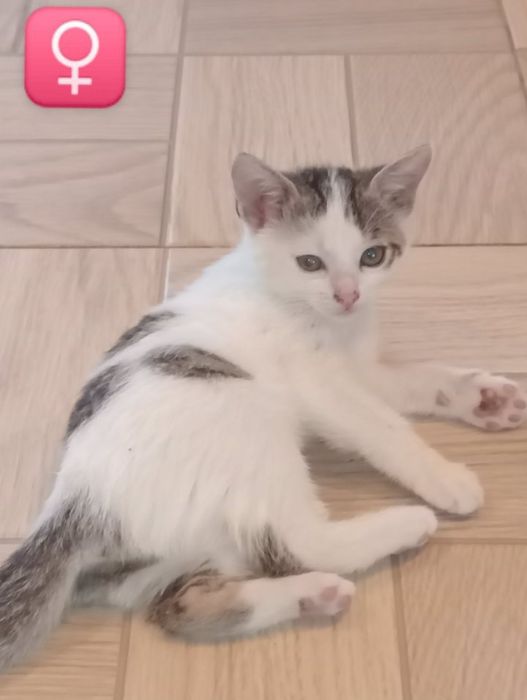 Kociaki do adopcji