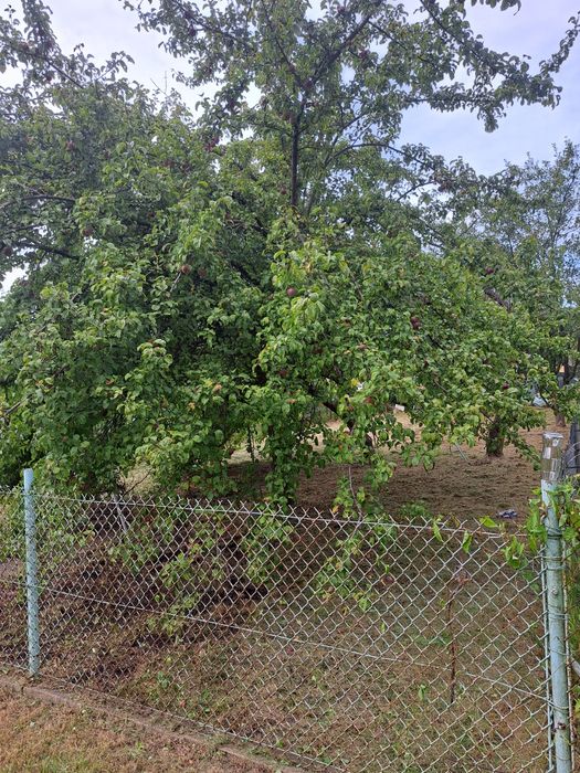 Odstąpię działkę ROD na Grobli 400m2