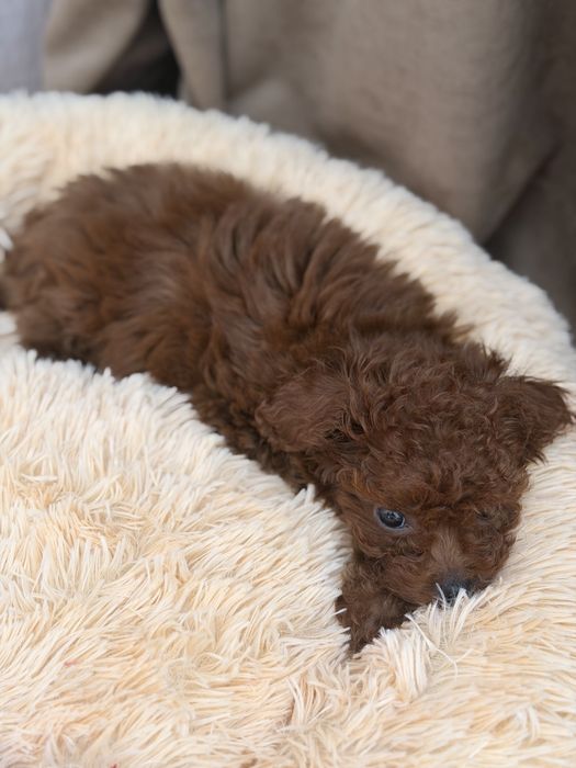 Той-пудель тікап (мікро) китай