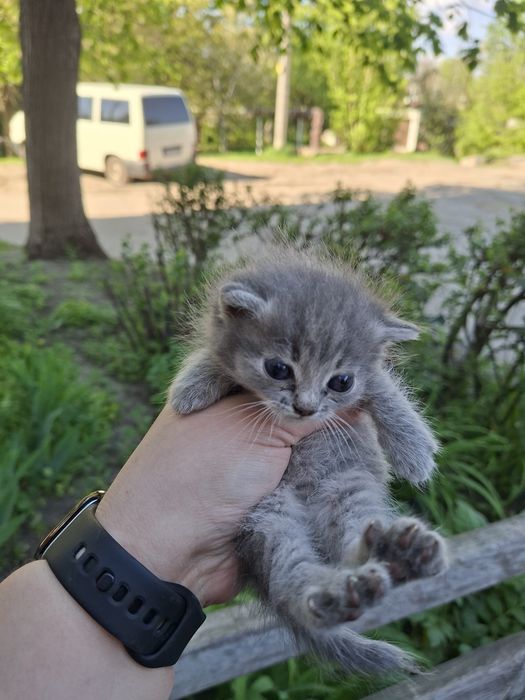 Віддам  кошенят безкоштовно