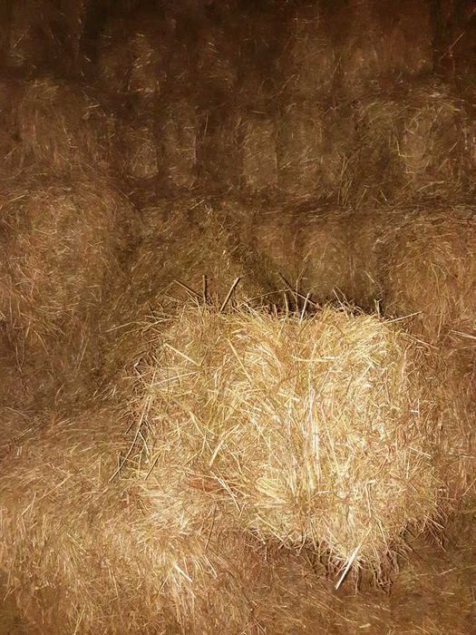 słoma jęczmienna siano