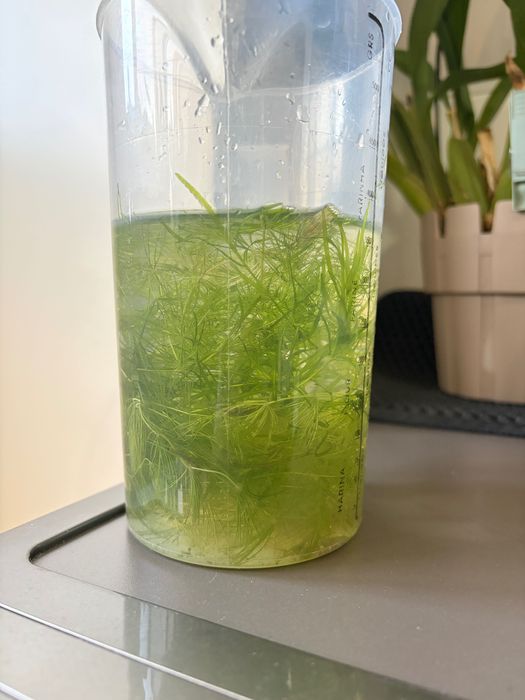 Plantas aquário Limnophila Sessiliflora e Guppy Grass