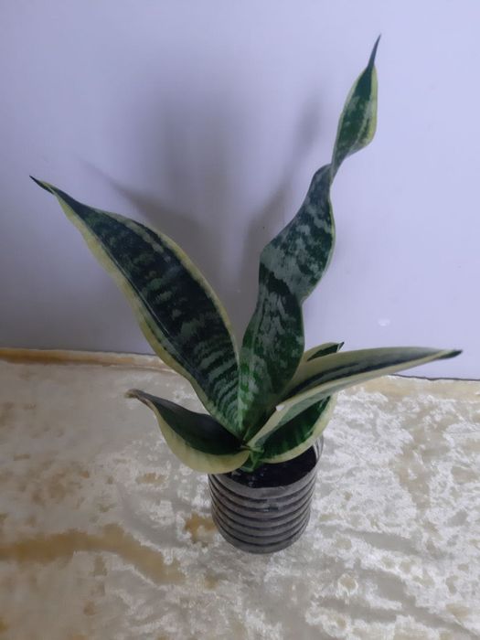 Сансевьерия с жёлтой каймой