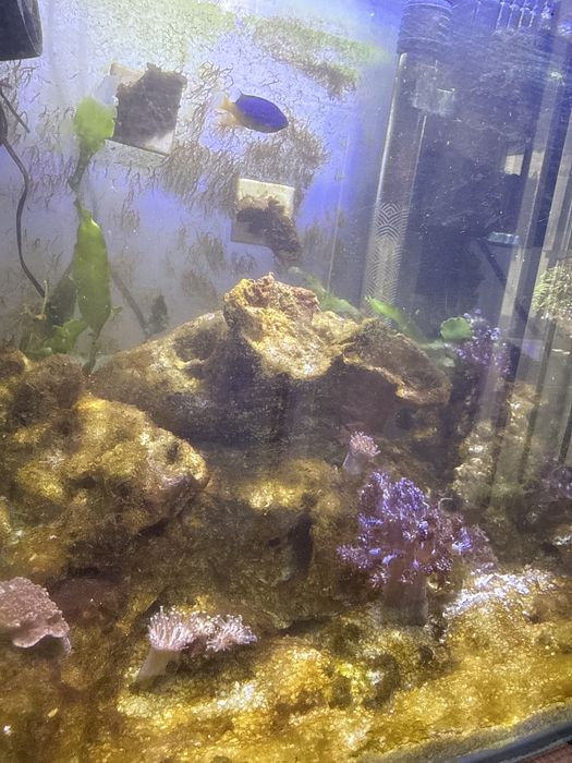 Vendo aquario marinho uegente
