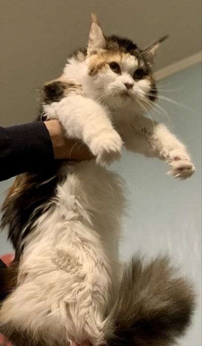 Хлопчик Мейн Кун є документи офіційний розплідник