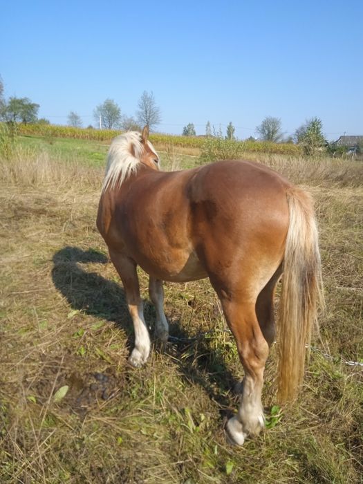 Продам лошака два років деталі за номером телефону