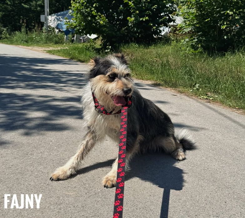 W typie terriera. Fajny szuka domu