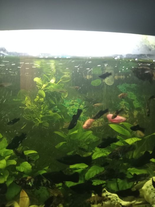 Рыбки Аквариумные моллинезия молинезии