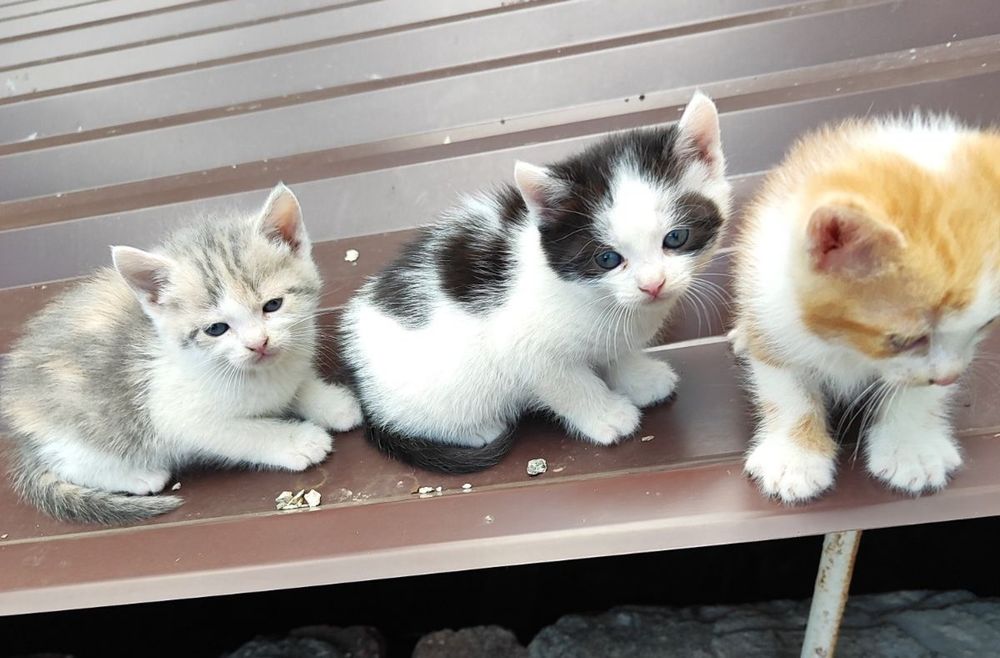 Отдам котят, мальчиков и девочек