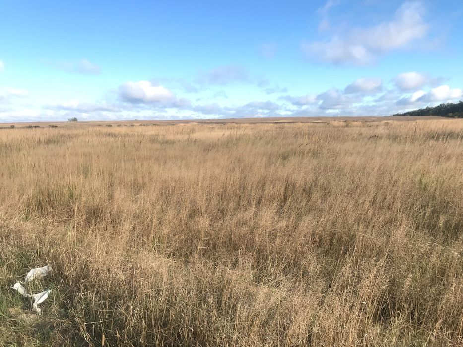 Земельна ділянка навпроти інституту картоплянства. Біля лісу