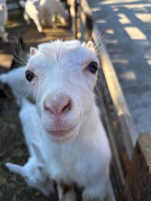 Козлики та кізоньки ламанча/зааненські
