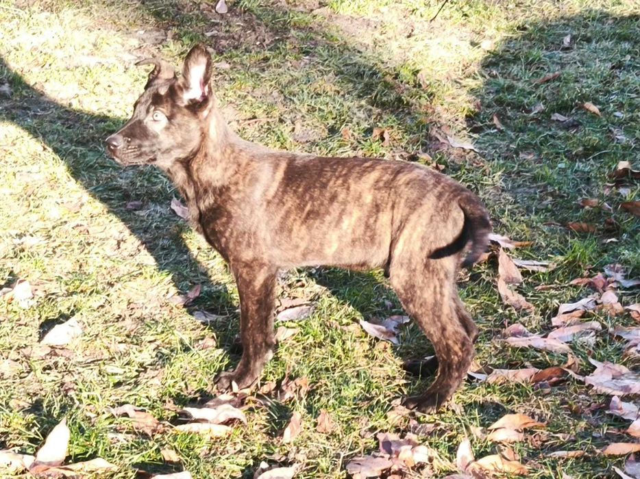 Owczarek holenderski piesek