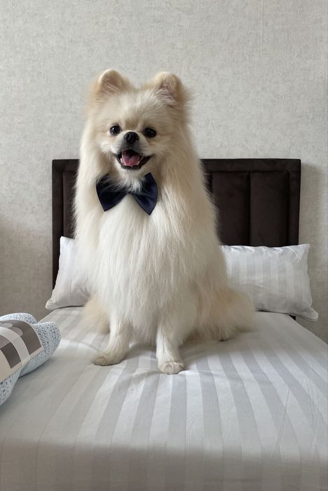 Кровать для собаки