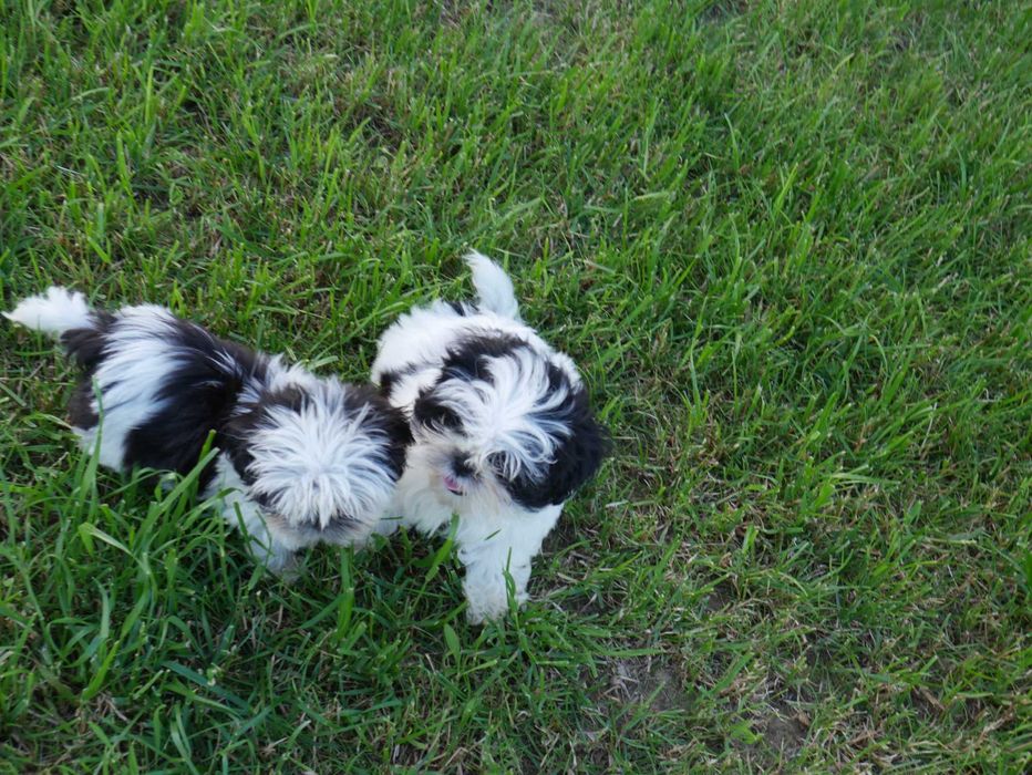 SHIH TZU -piesek