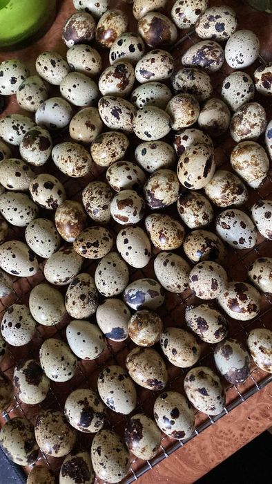 Яйцо под инкубацию перепел Техасец. Есть отправка.