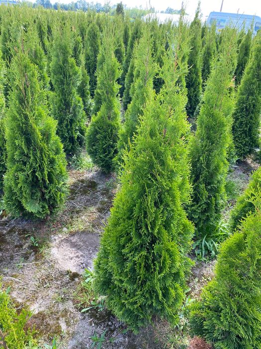 Tuja Szmaragd 150 cm dostepne różne wysokości - Nasielsk