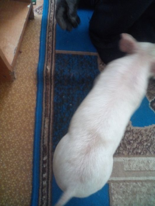 Продаємо поросят. За опт зробим знижку.Є 6 кабанчиків і 2 свинки.