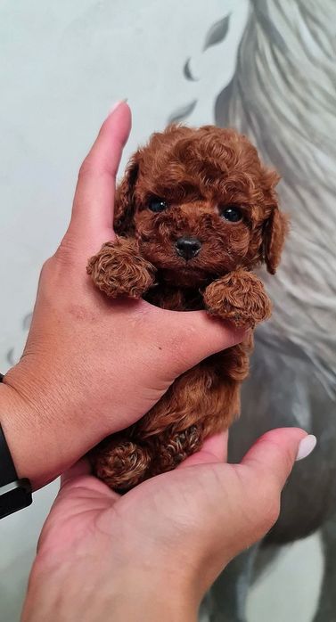 Pudel toy red piękna ostatnia suczka