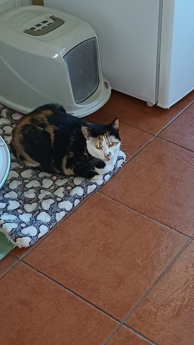 Doação de gatinha meiguinha