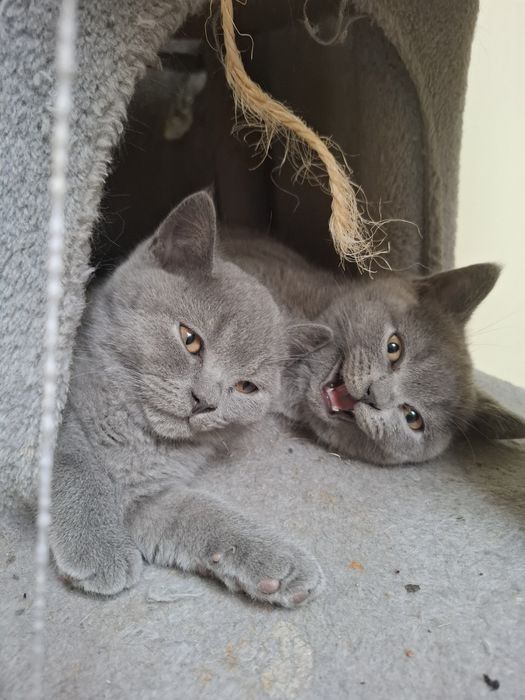 Kocurek brytyjski niebieski