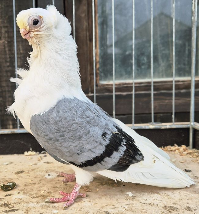 Mewki/ mewek niebieski