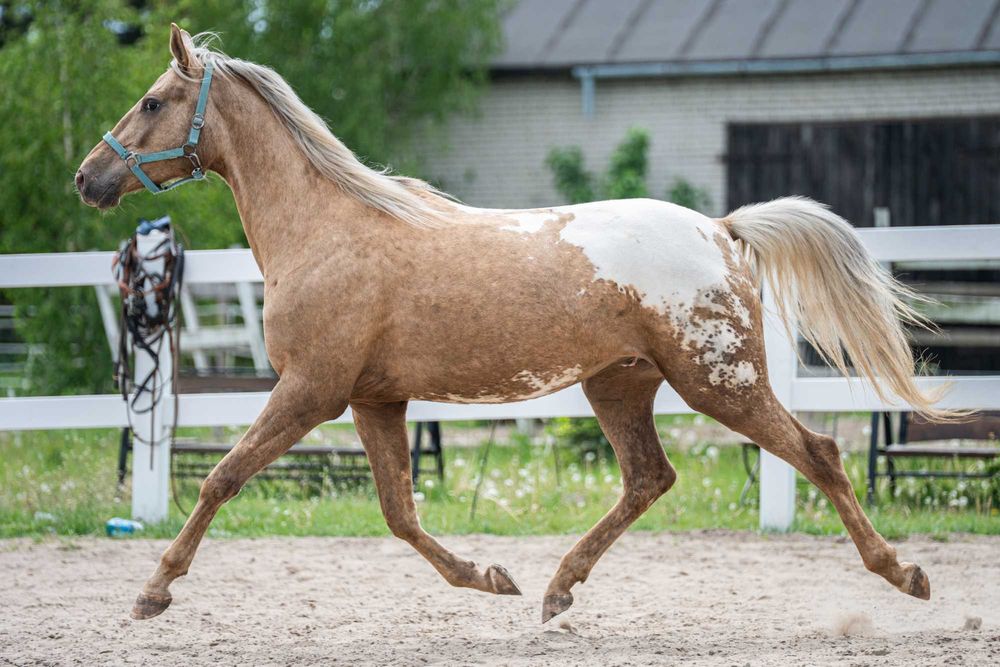 Pięknie umaszczony wałach Appaloosa
