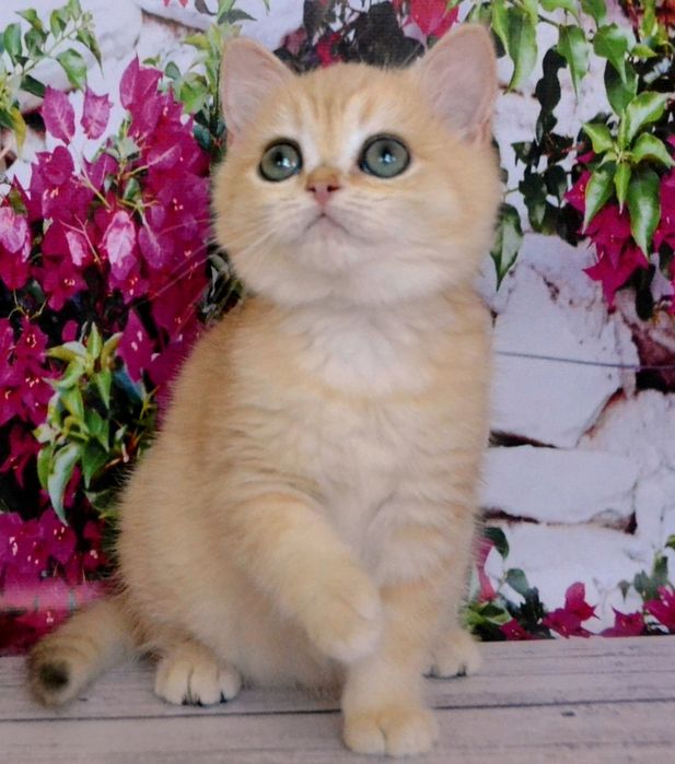 З росплiдника золотi шиншили