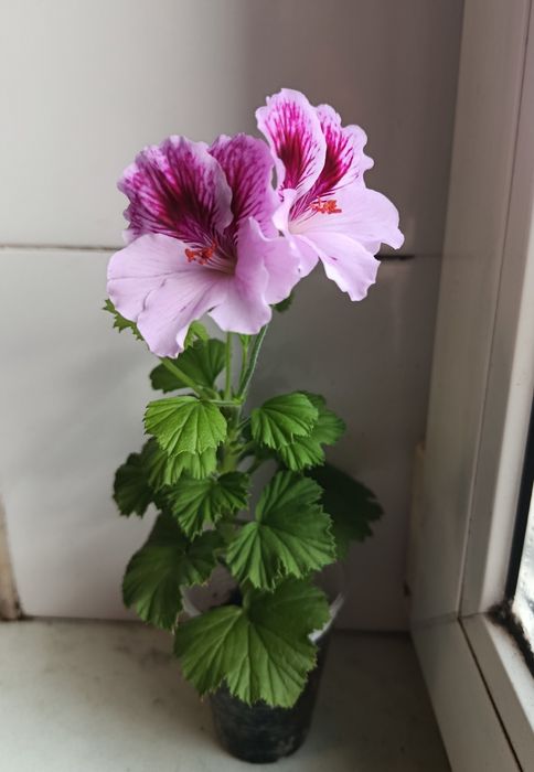 Королівська пеларгонія